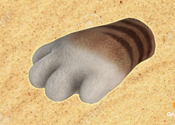 Đột Kích: Cận chiến hiếm Móng mèo đã xuất hiện